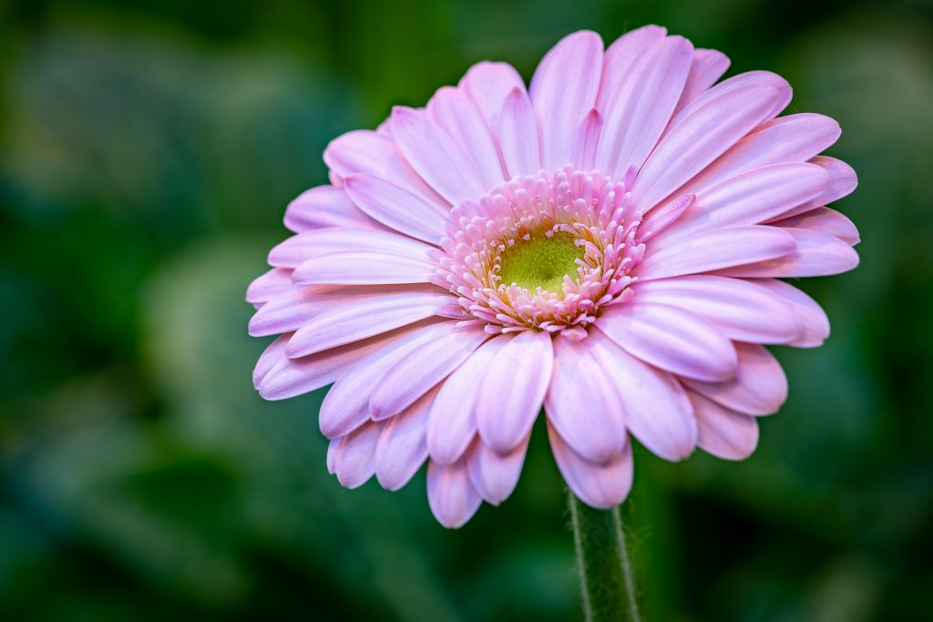 fiore rosa di gerbera