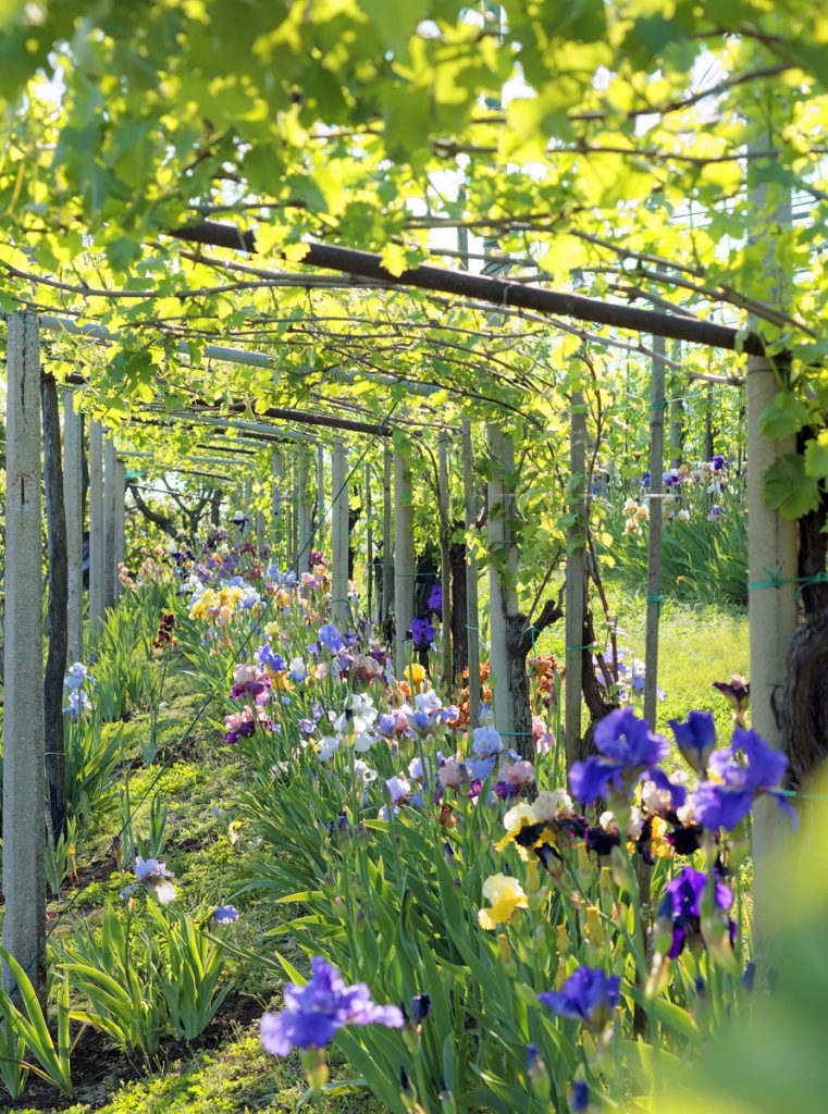 iris coltivate sotto un vigneto a capanna