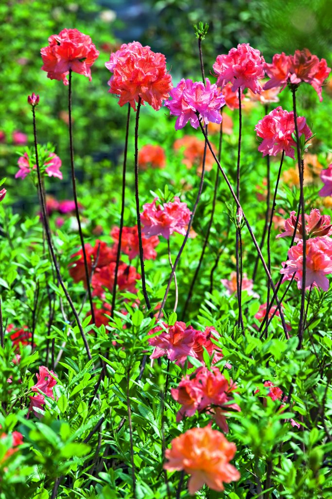 ibridi azalee decidue