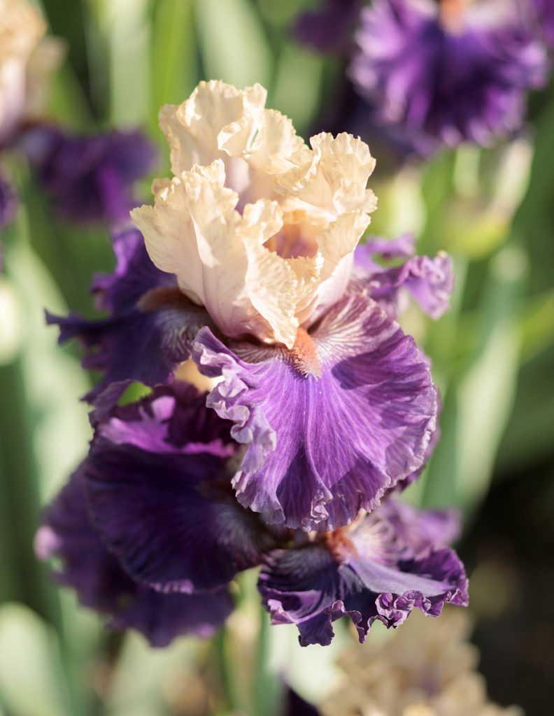 Iris 'Puff The Magic'