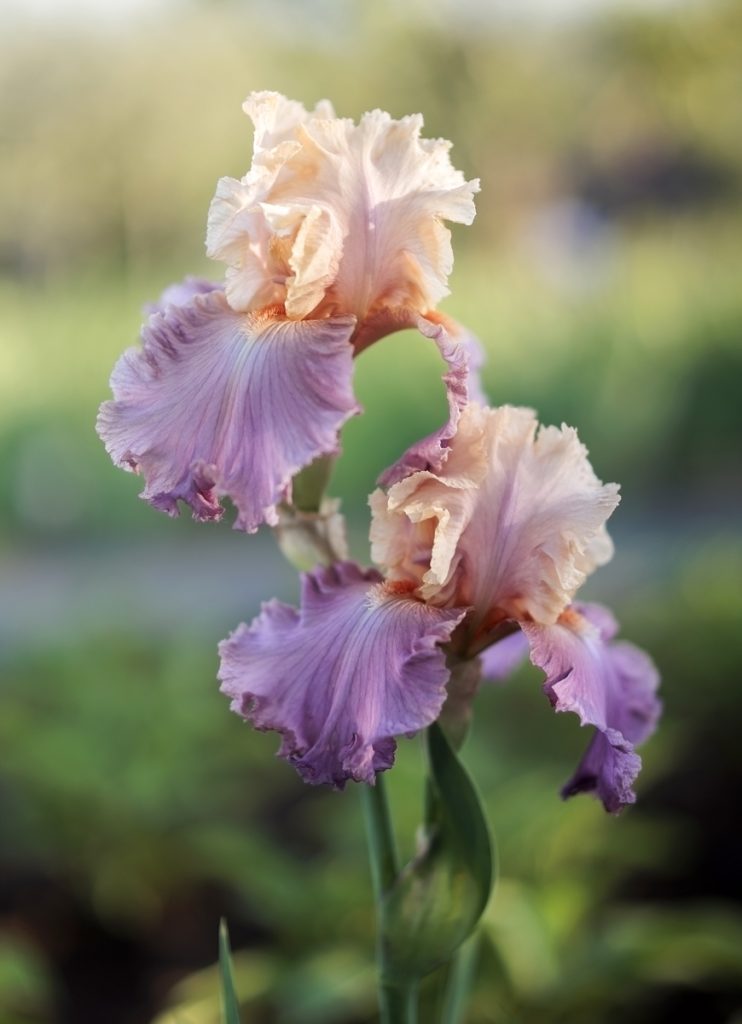 Iris 'Sweet Musette'