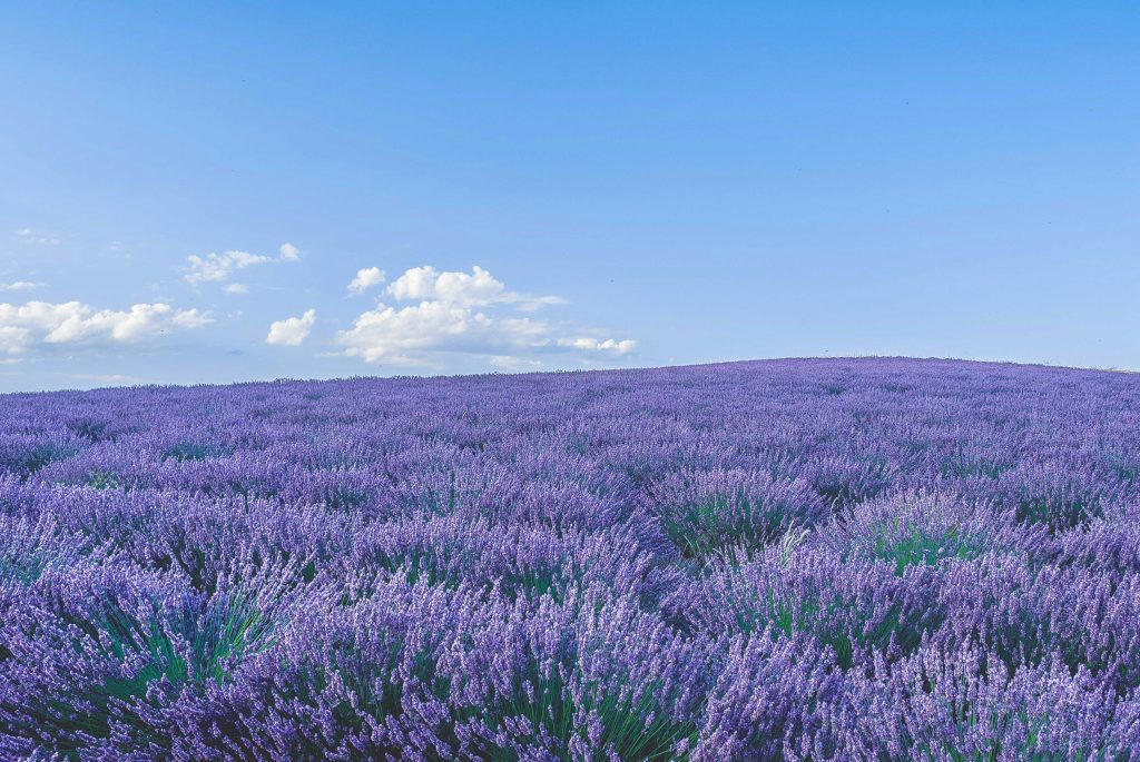 Campo di lavanda