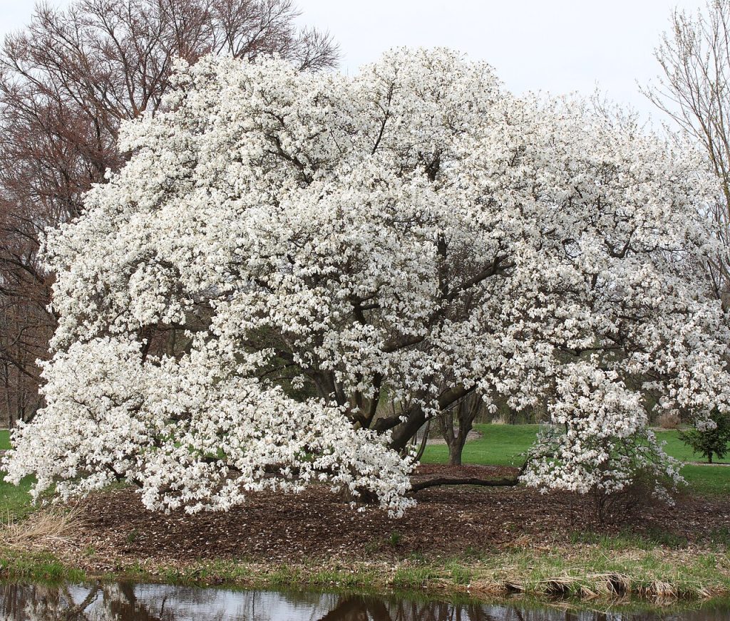 albero di Magnolia kobus