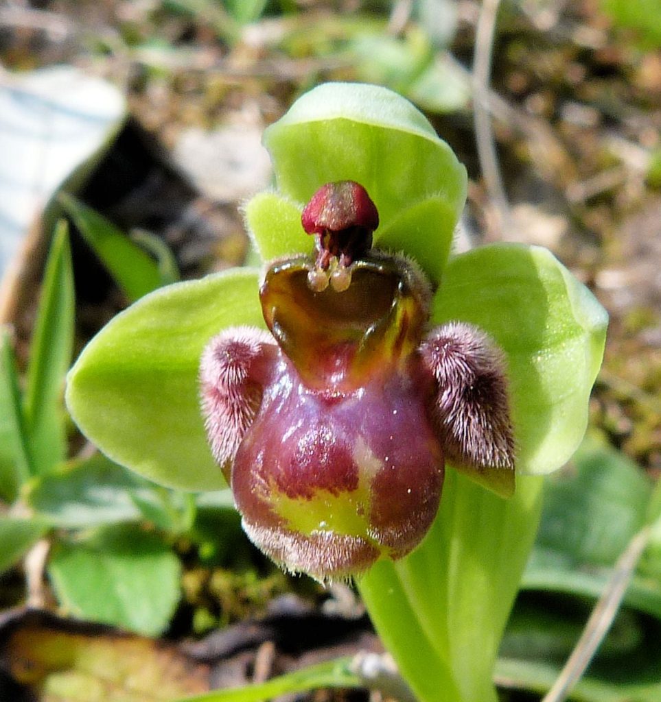 Ophrys bombyliflora