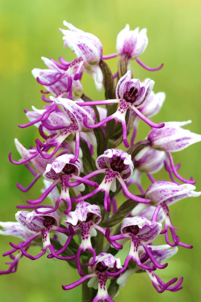 orchis simia orchidea spontanea