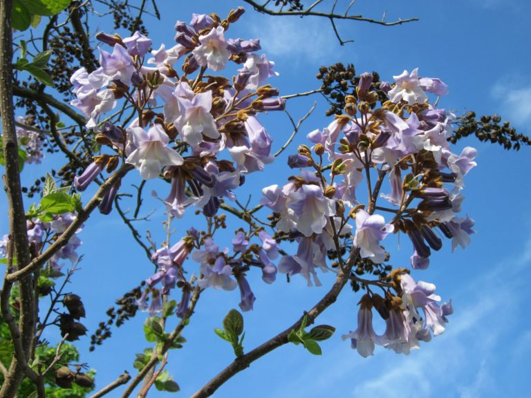 Paulownia tomentosa