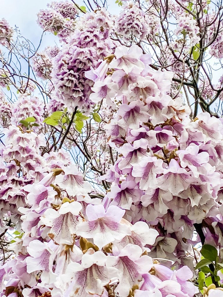 fiori di Paulownia