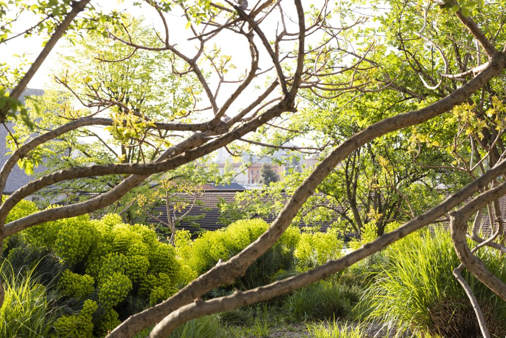 rami di rhus glabra con le prime foglie