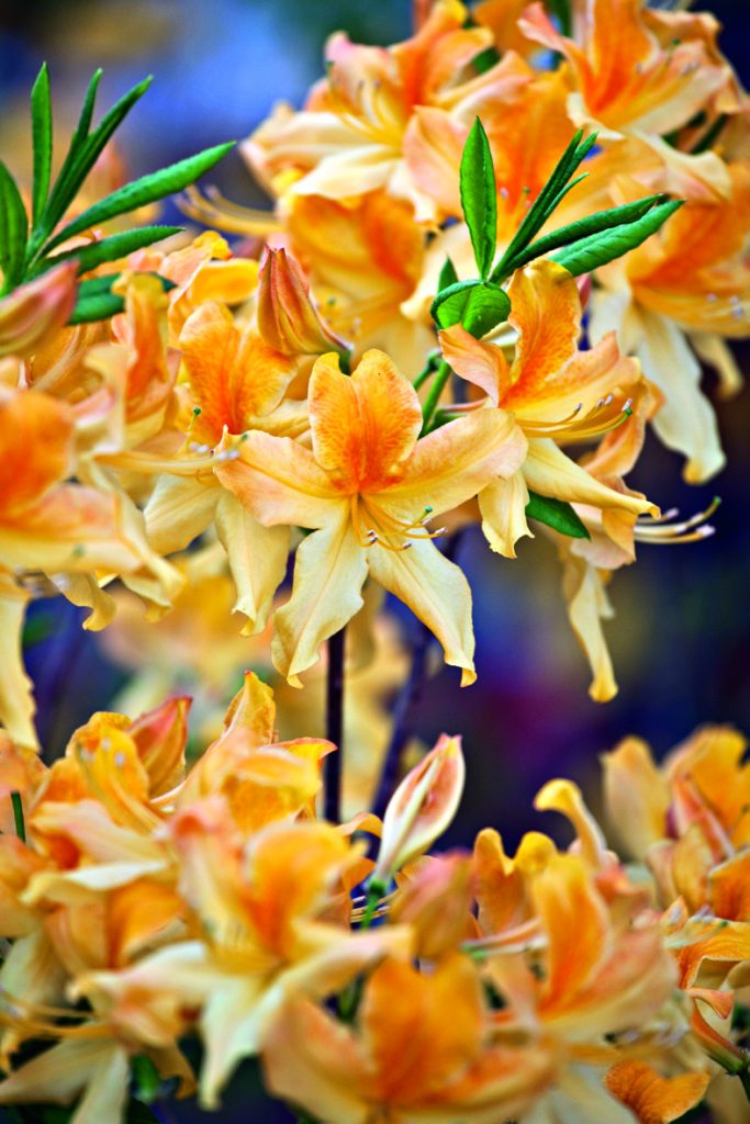 Rhododendron 'Golden Flare'