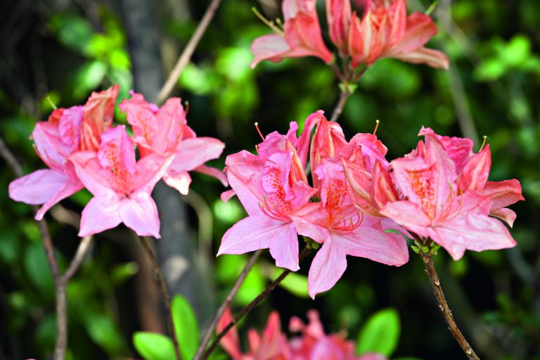 Rhododendron 'Samuel Taylor Coleridge'