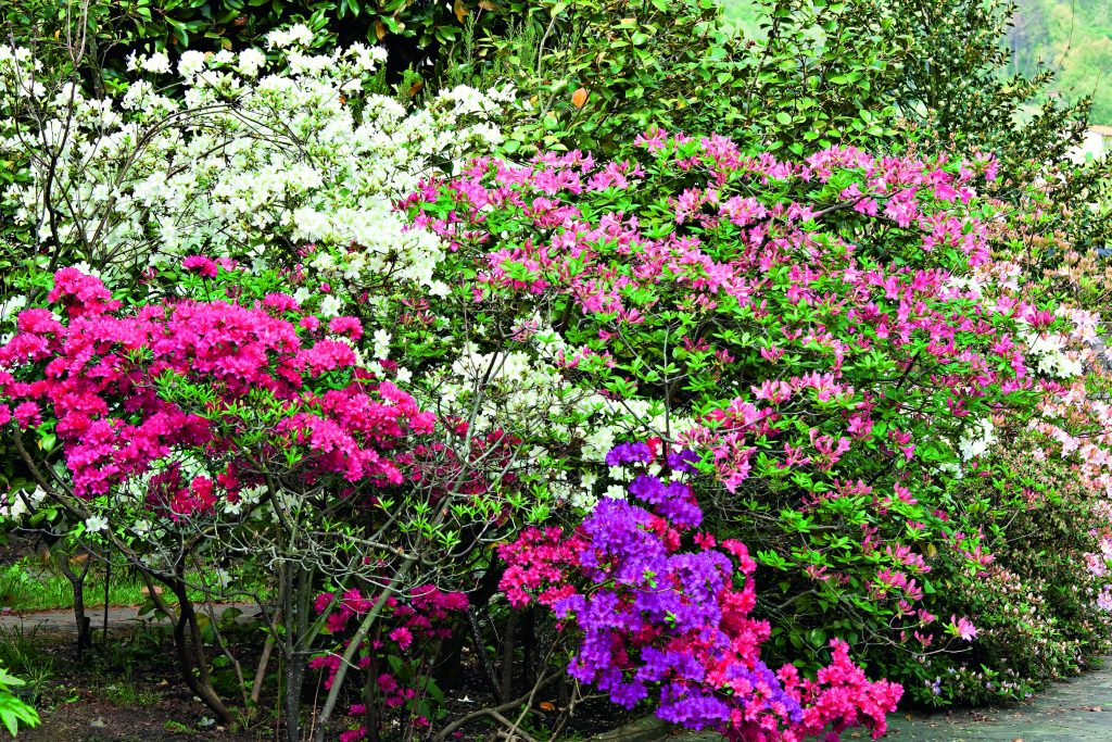 Rododendri e azalee