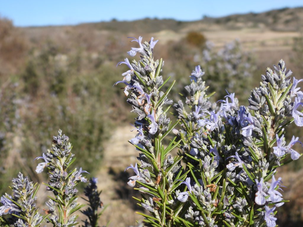 Salvia rosmarinus sempreverde