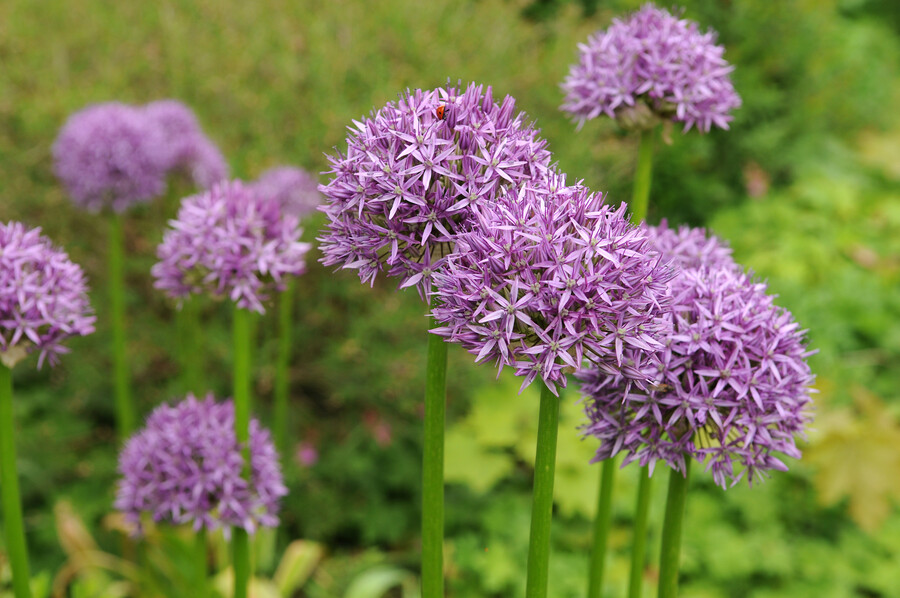 Allium aflatunense 'Purple Sensation'