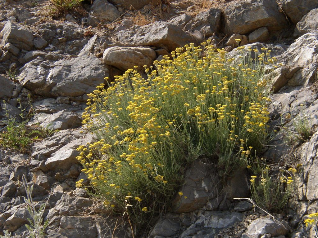 Helichrysum italicum sempreverde