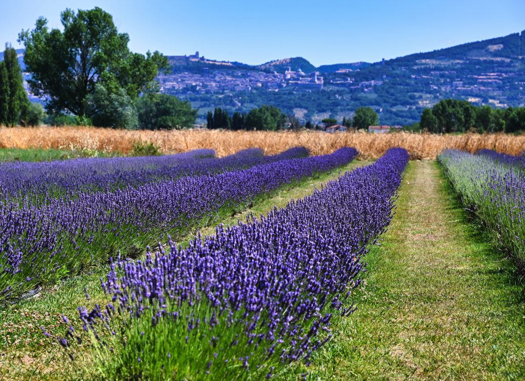 campo di lavanda