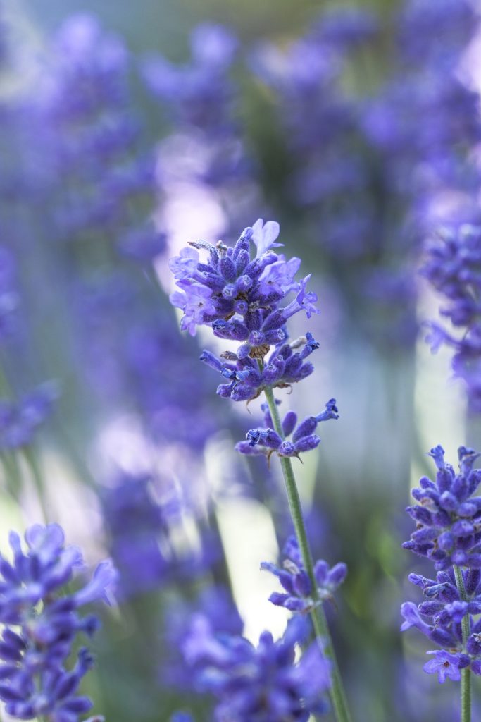 Lavandula angustifolia 'Pacific Blue'