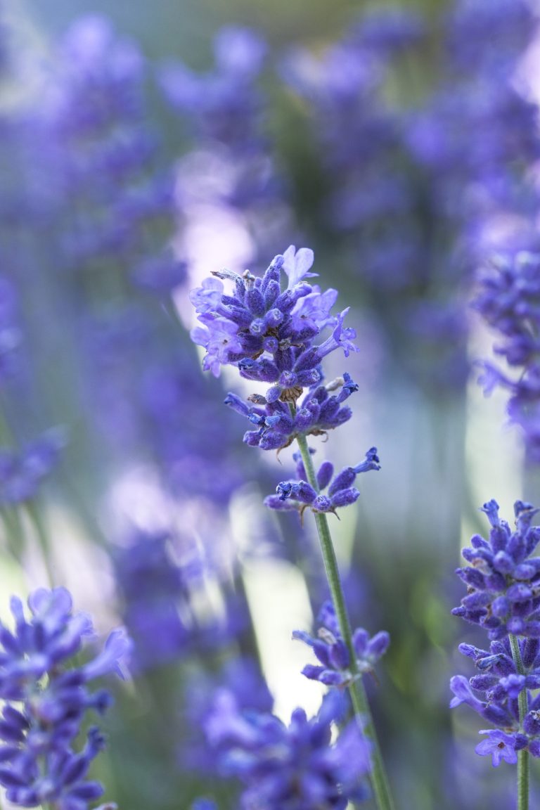 Lavandula angustifolia 'Pacific Blue'