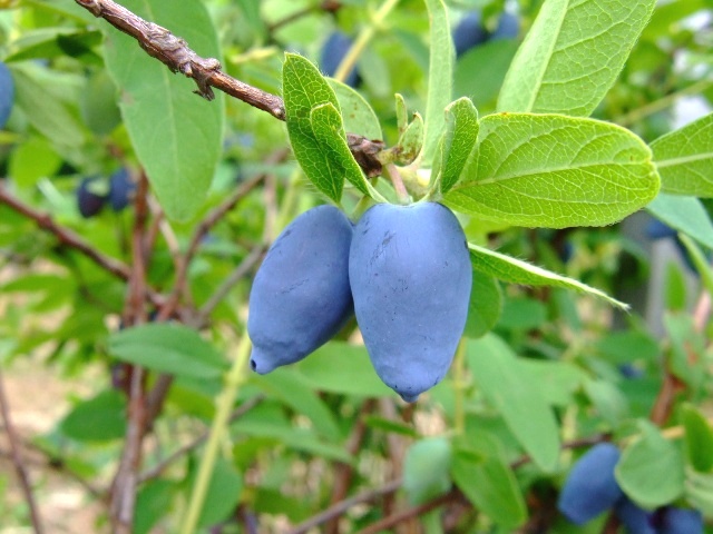Lonicera caerulea 