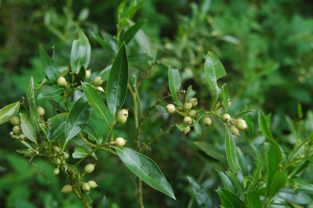 Sarcococca conzattii sempreverde