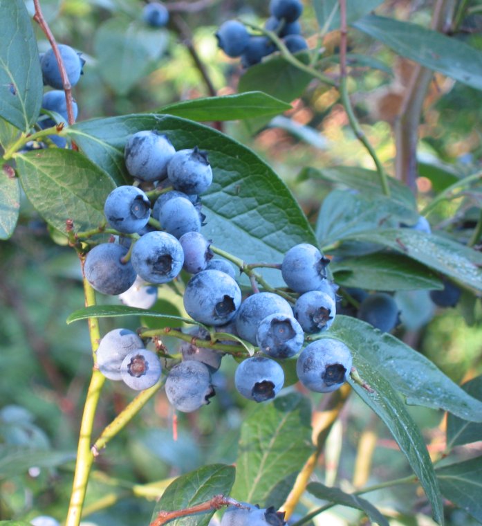Vaccinium corymbosum 