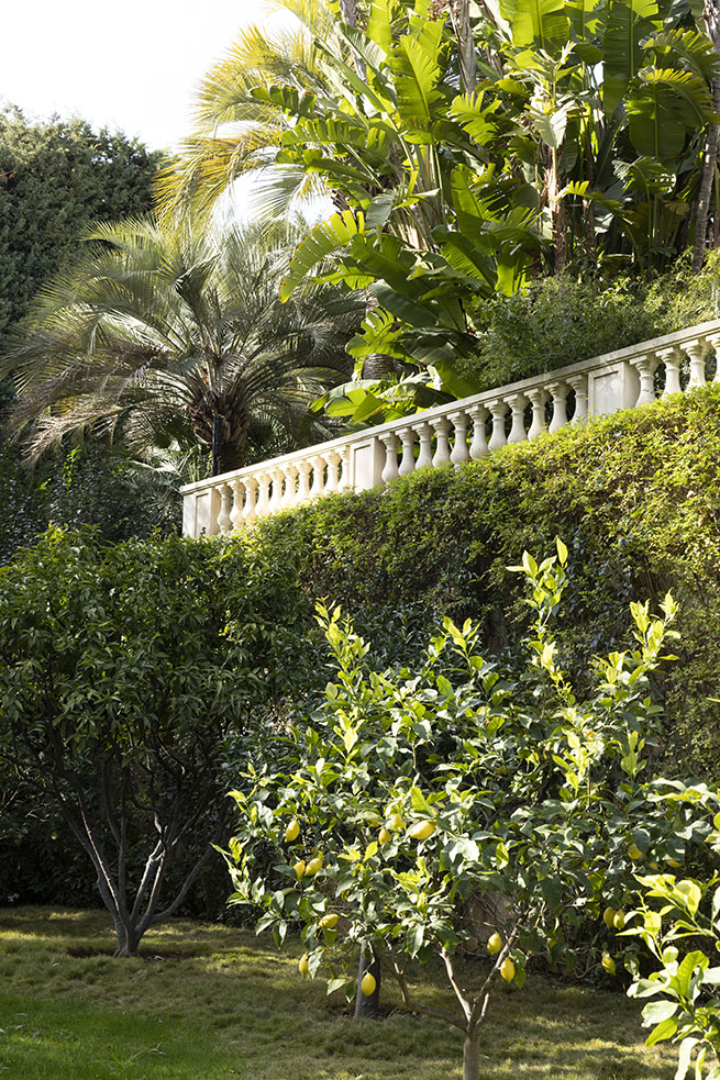 agrumi nel giardino picasso 