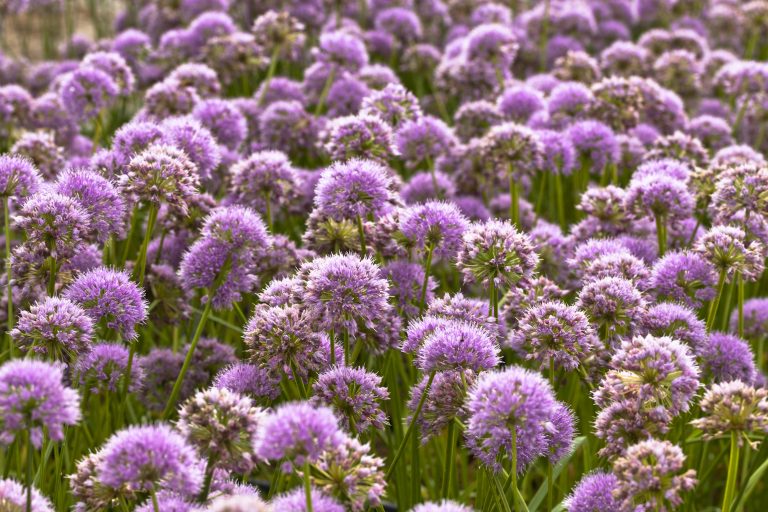 Allium 'Millennium'