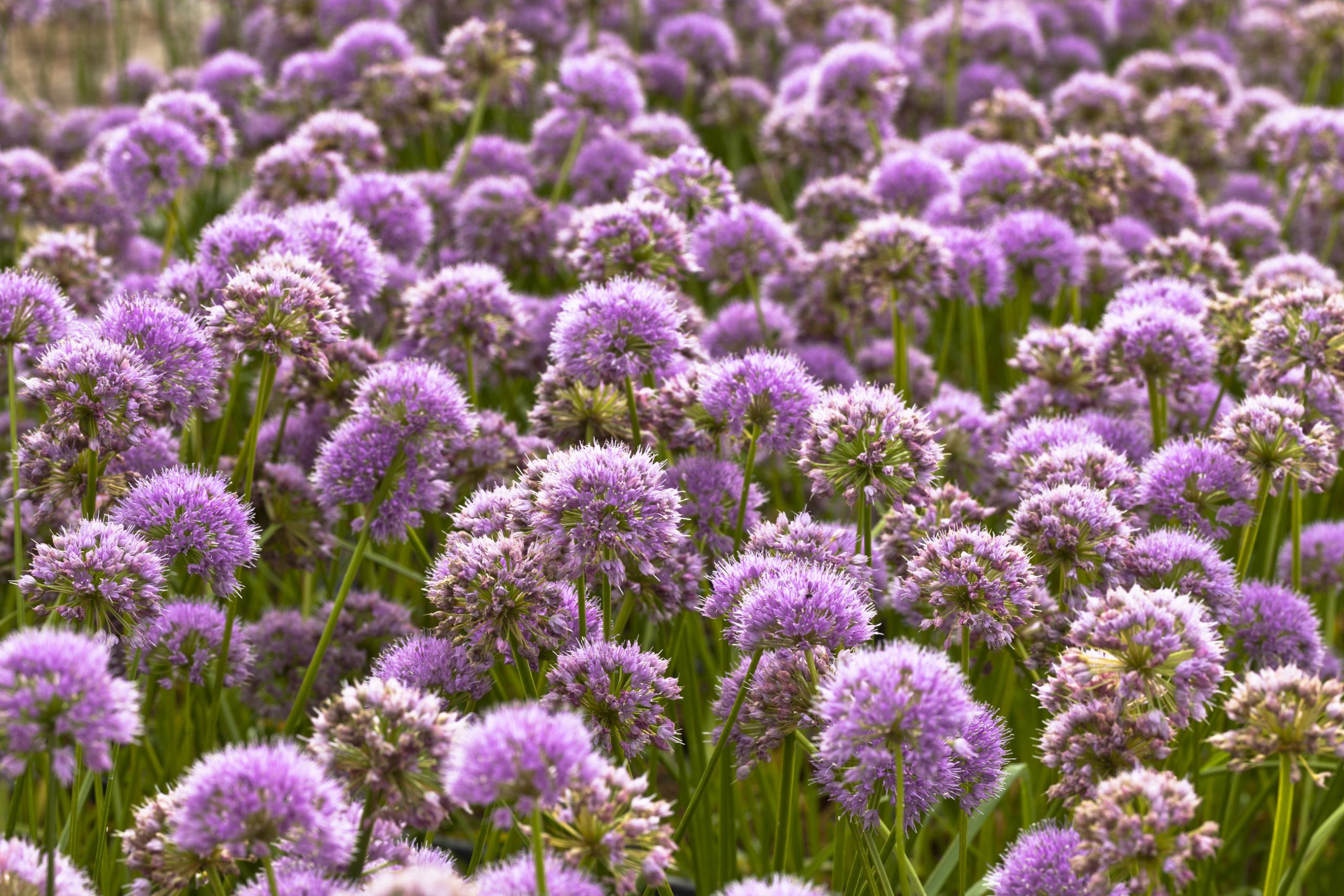 Allium 'Millennium'