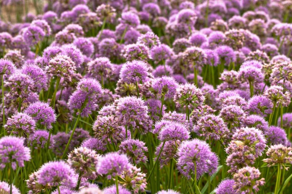 Allium 'Millennium'