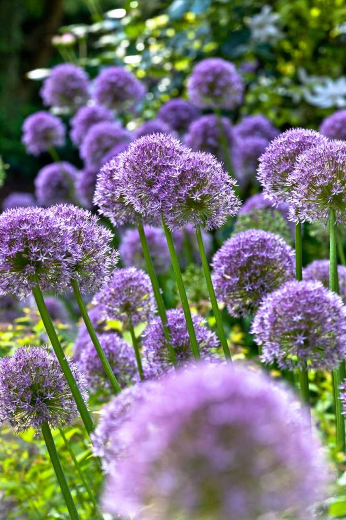 Allium giganteum