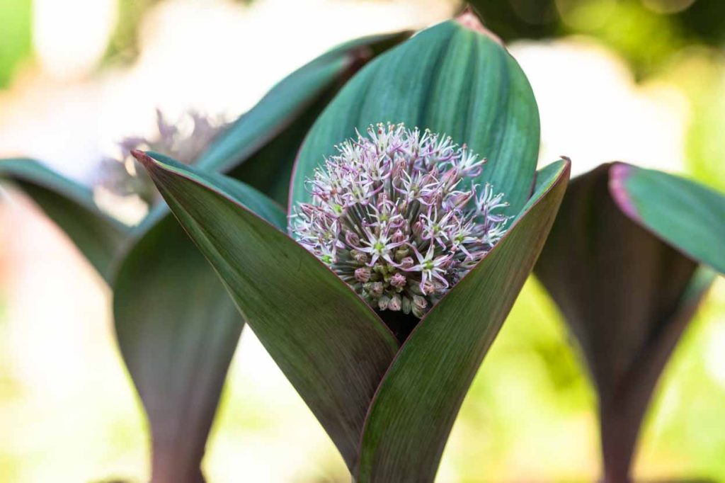 Allium karataviense 