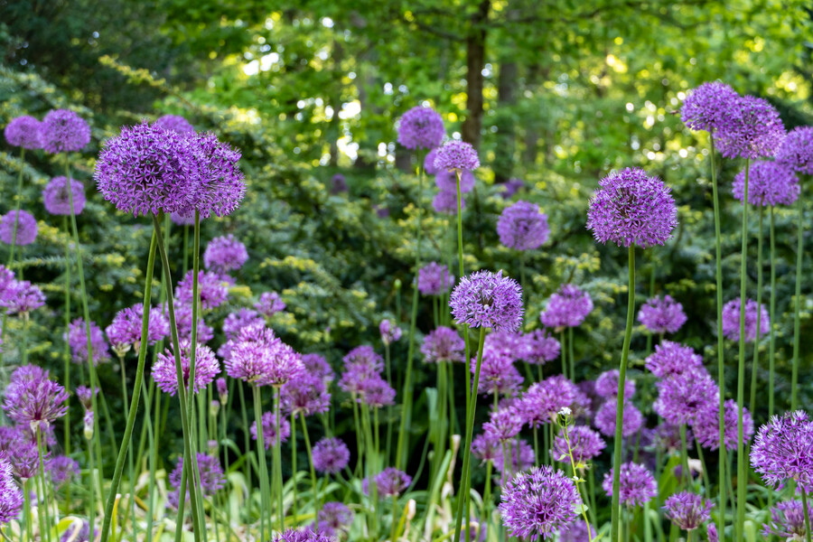 Allium