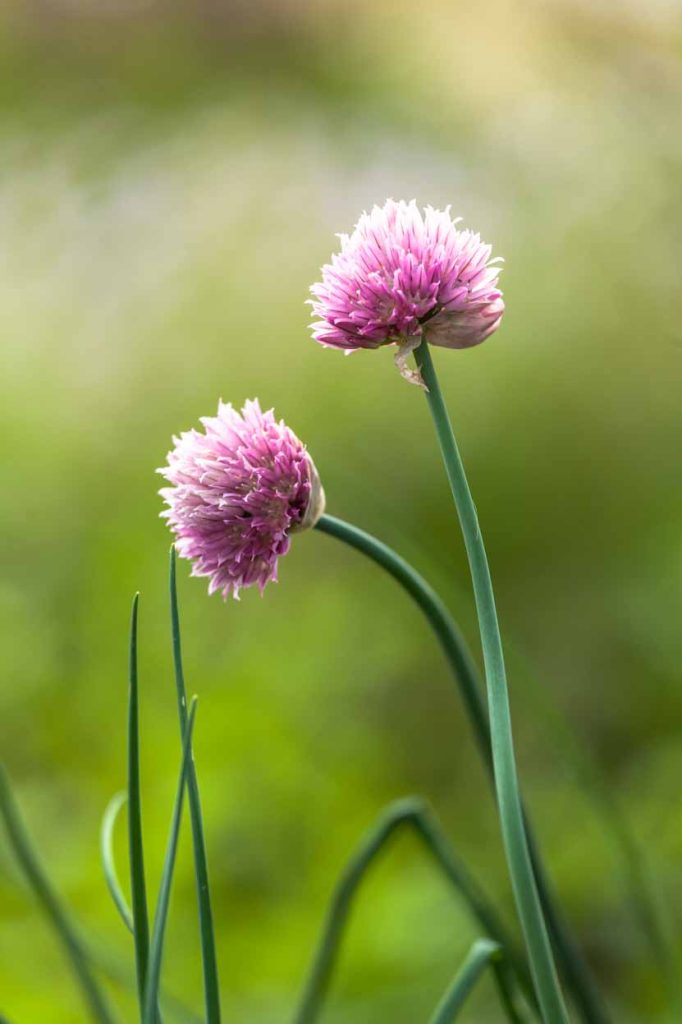 Allium schoenoprasum 'Forescate'