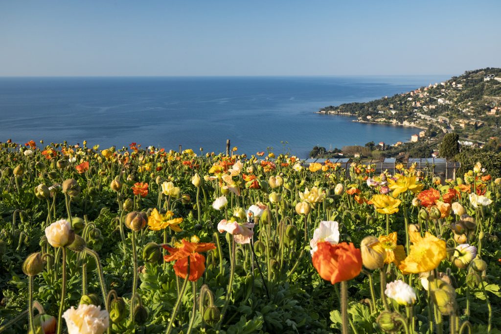 distesa di papaveri a Ventimiglia, in provincia di Imperia