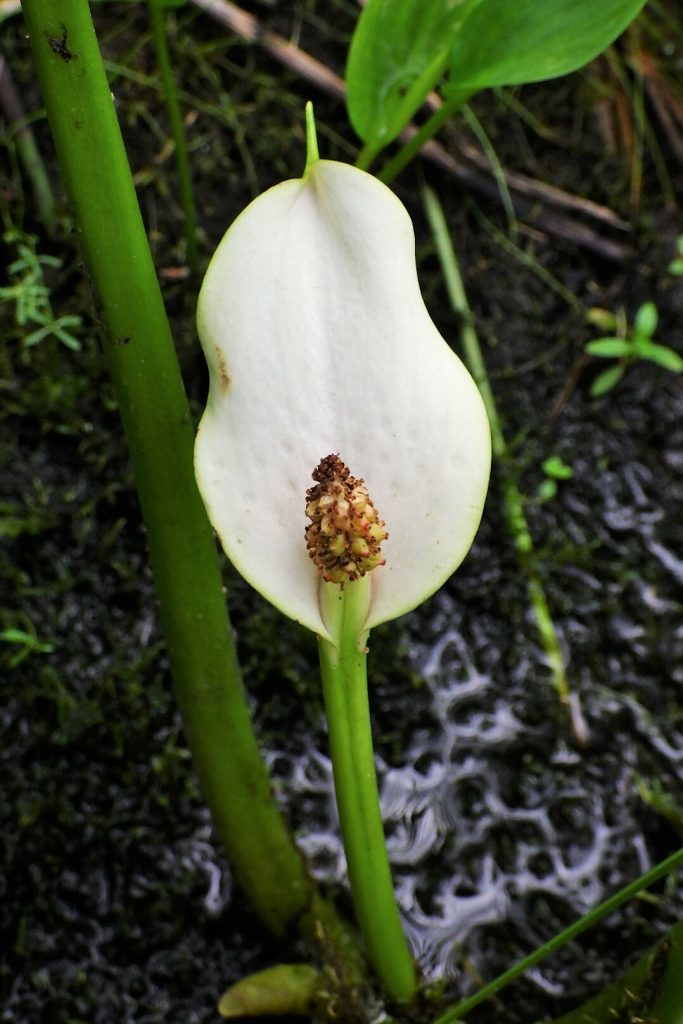Calla palustris