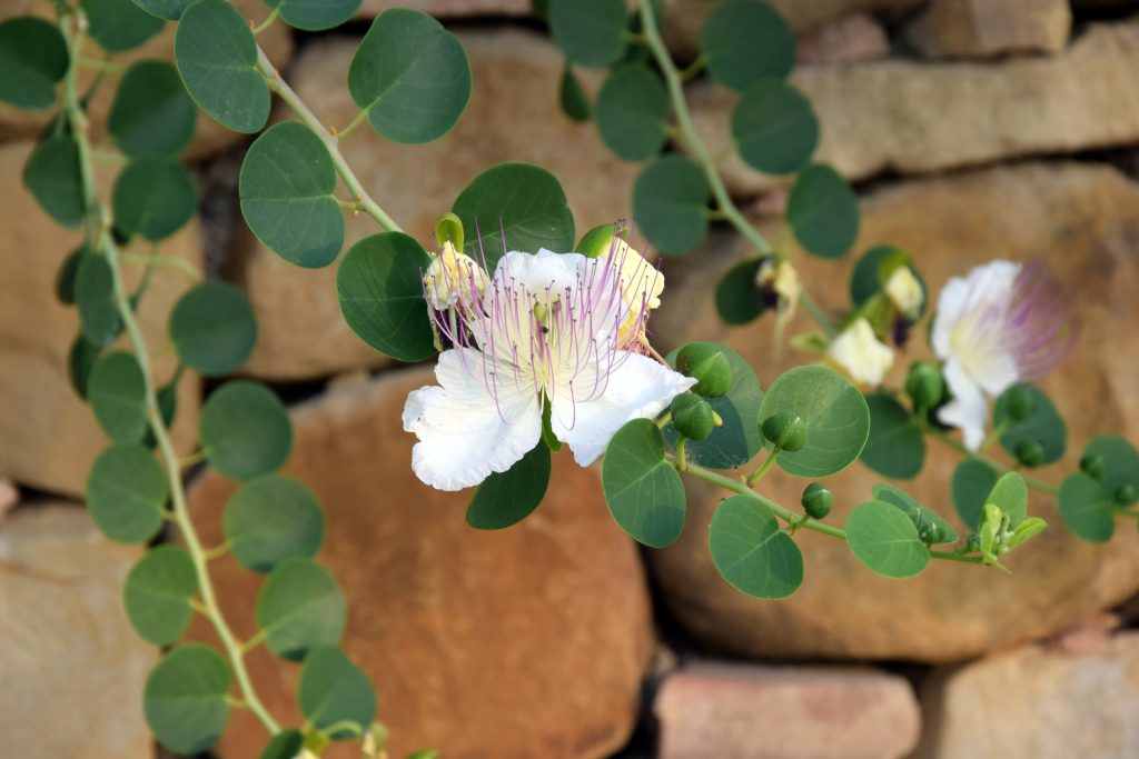 fiore bianco del cappero