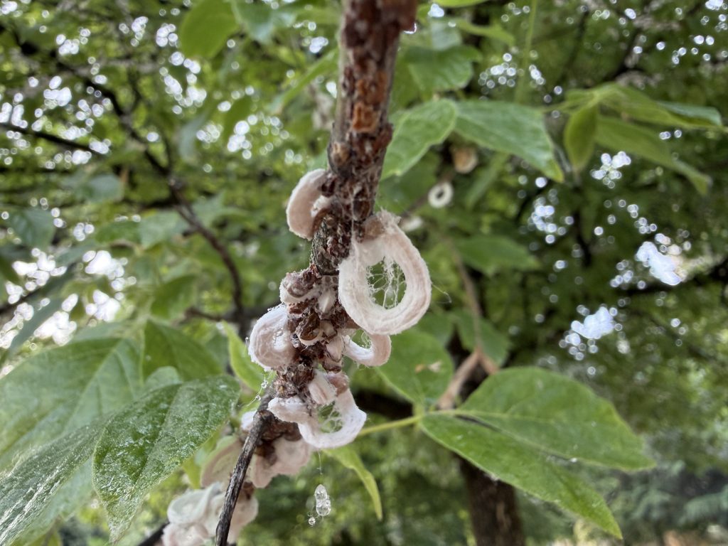 Cocciniglia dai filamenti cotonosi takahashia japonica su un albero di Milano