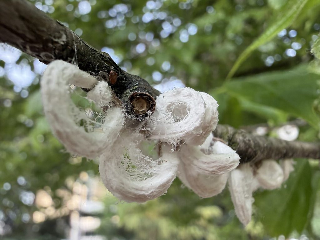 cocciniglia dai filamenti cotonosi Takahashia japonica su un albero