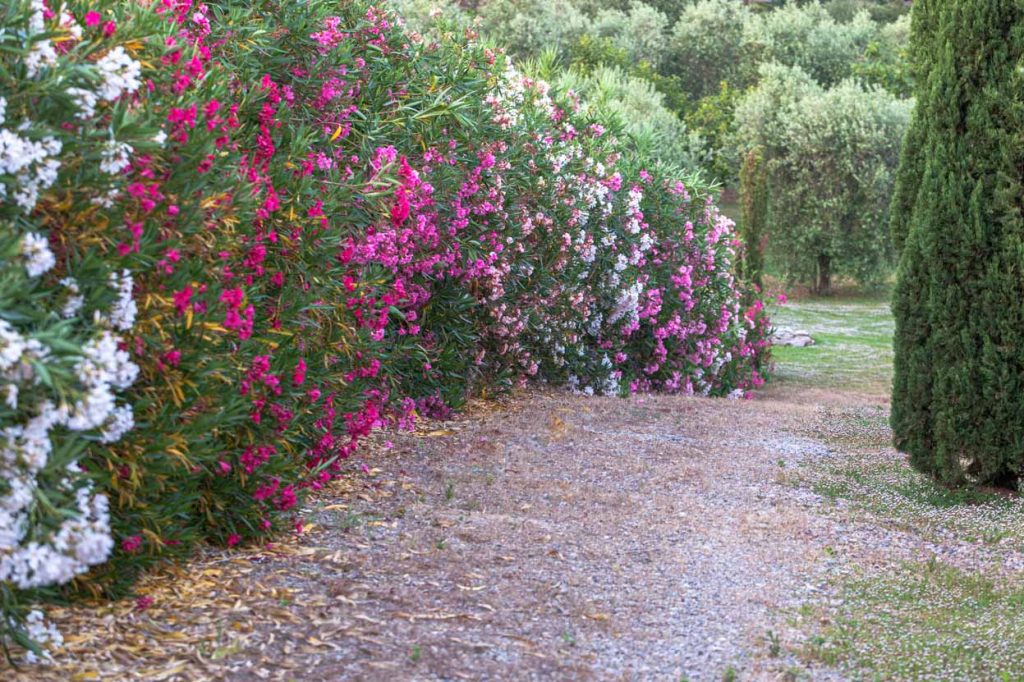 colorata siepe di oleandri