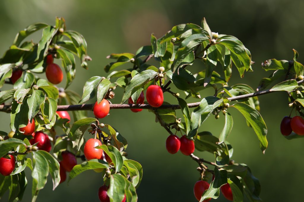 corniole frutti Cornus mas