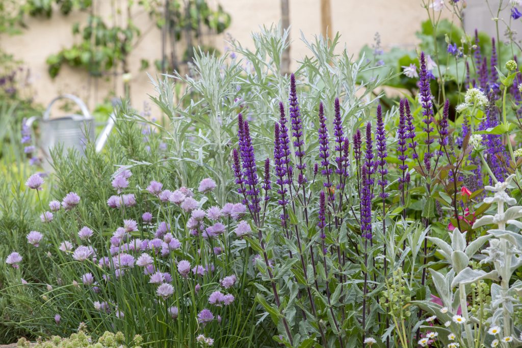 Erba cipollina, Salvia caradonna e Artemisia ludoviciana 