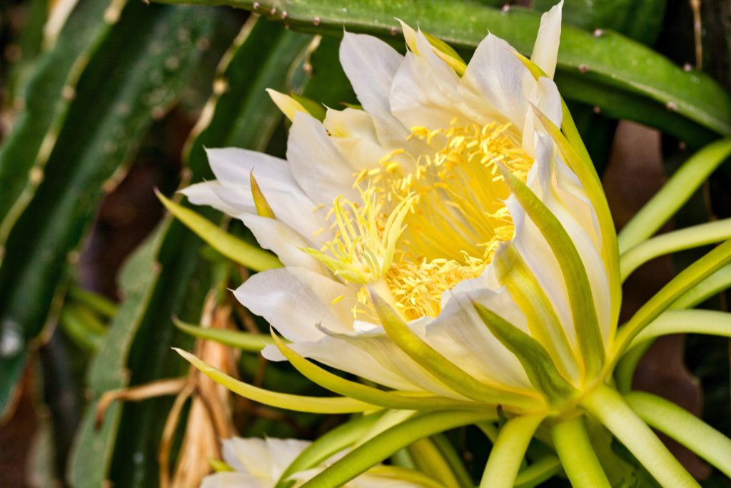 fiore hylocereus undatus 