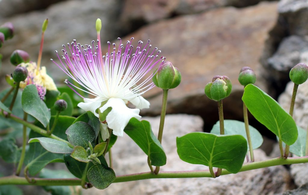 fiore cappero e boccioli