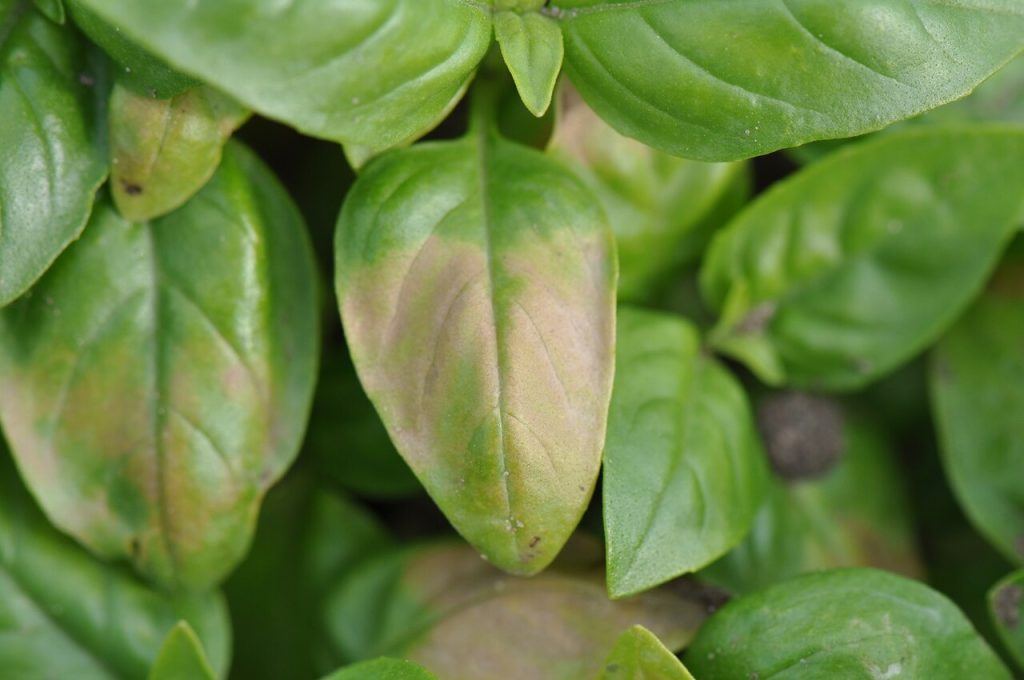 foglie ingiallite di basilico