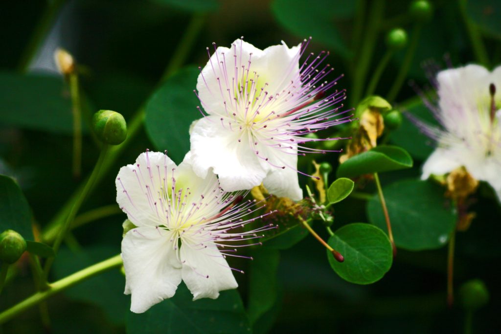 frutti e fiori del cappero