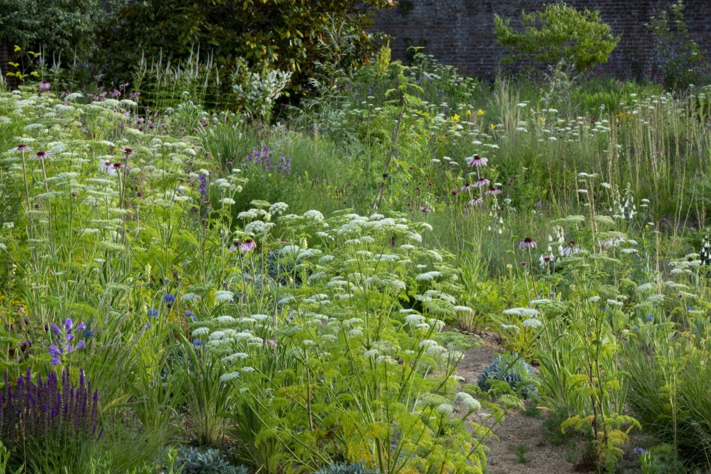 Ammi majus, Echinacea pallida e Sideritis scardica nel giardino murato di Knepp
