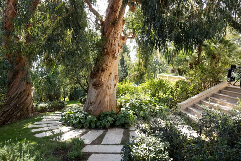 alberi di eucalipto