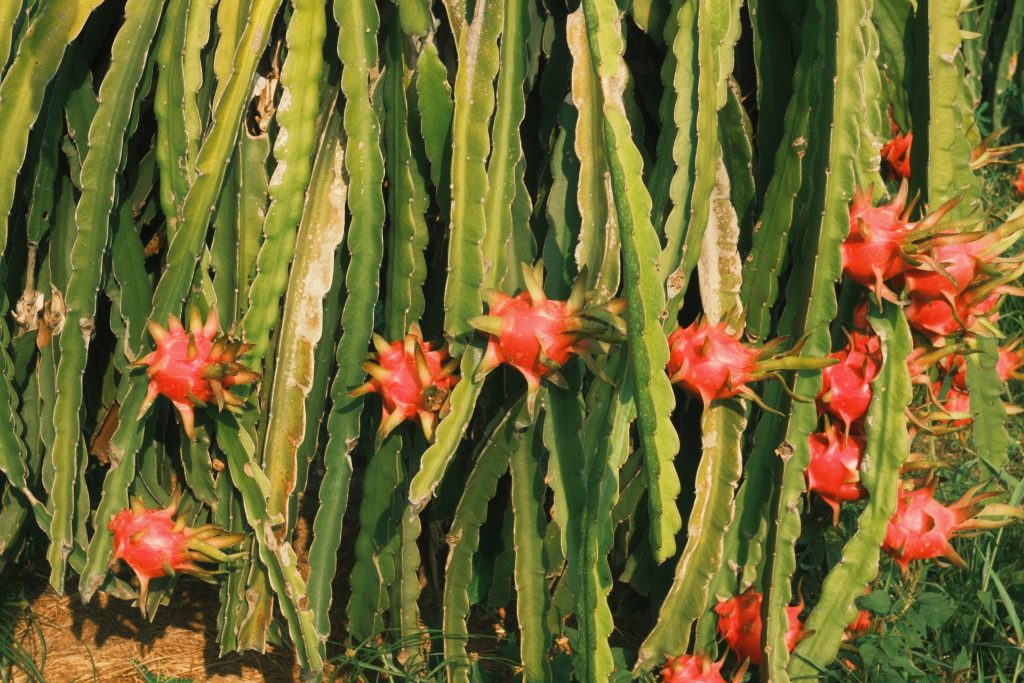 Hylocereus undatus dragon fruit