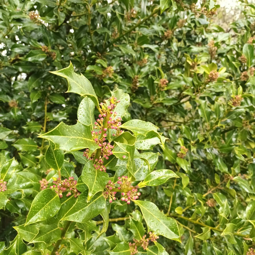 Ilex aquifolium sempreverde