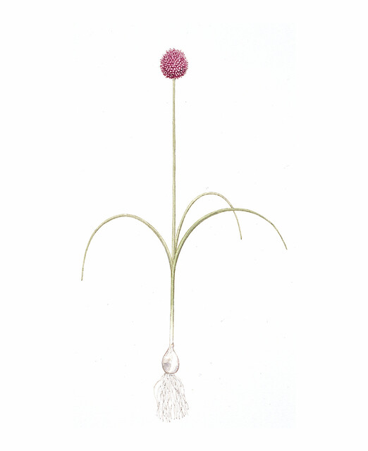 illustrazione allium con il suo bulbo