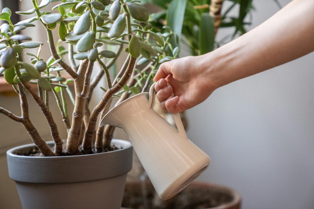 Crassula ovata pianta di giada